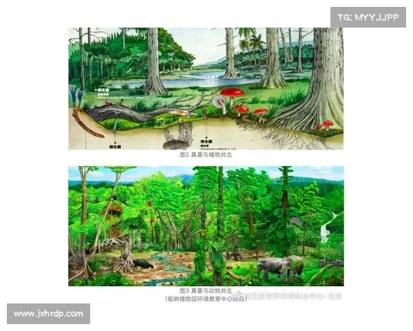 活化石树种的定义及其对地球历史和生物多样性的深远意义 活化石树种的定义及其对地球历史和生物多样性的深远意义